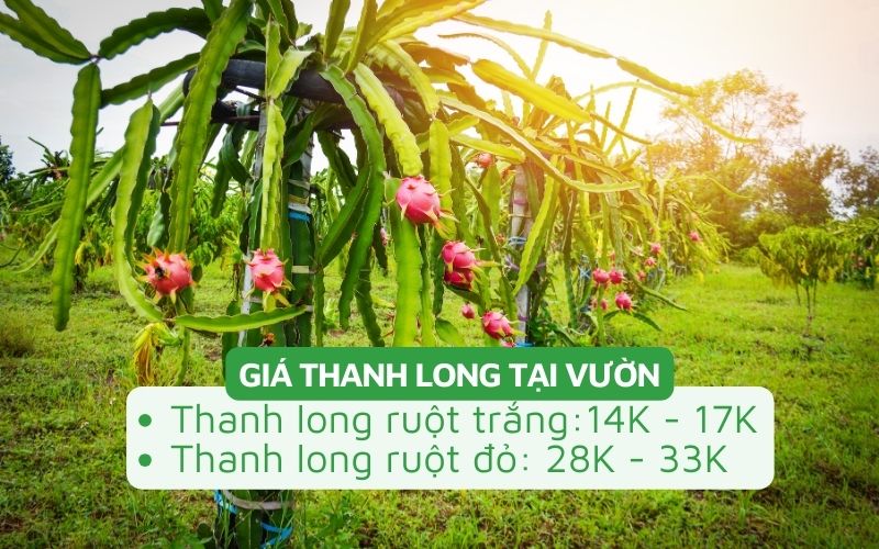Giá thanh long tại vườn tăng khá mạnh sau Tết, khởi điểm từ 14.000 đồng/kg
