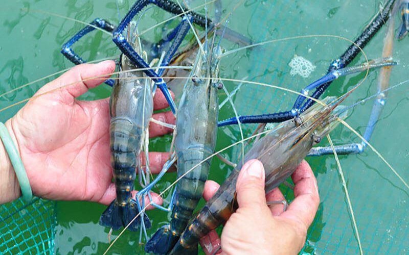 Tôm càng xanh tươi có vỏ bóng, màu xanh đậm, càng chắc và không có mùi lạ