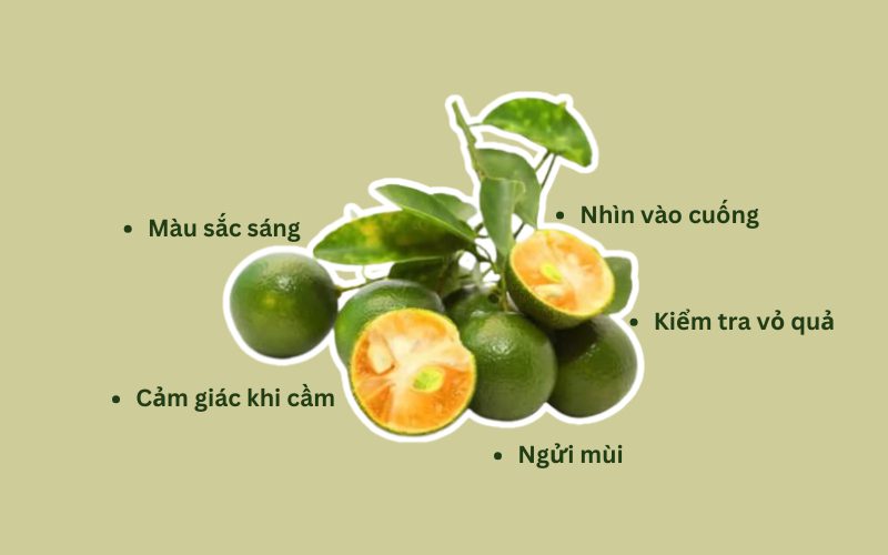 Mẹo chọn được những trái tắc ngon, mọng nước
