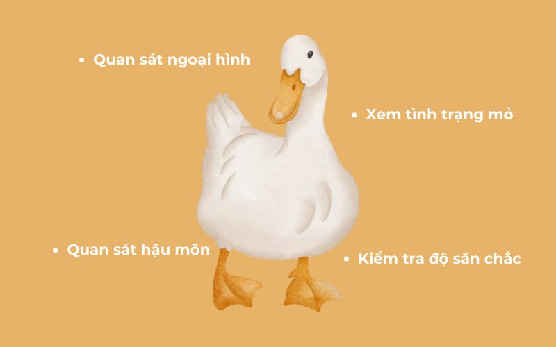 Một số mẹo lựa chọn vịt chất lượng
