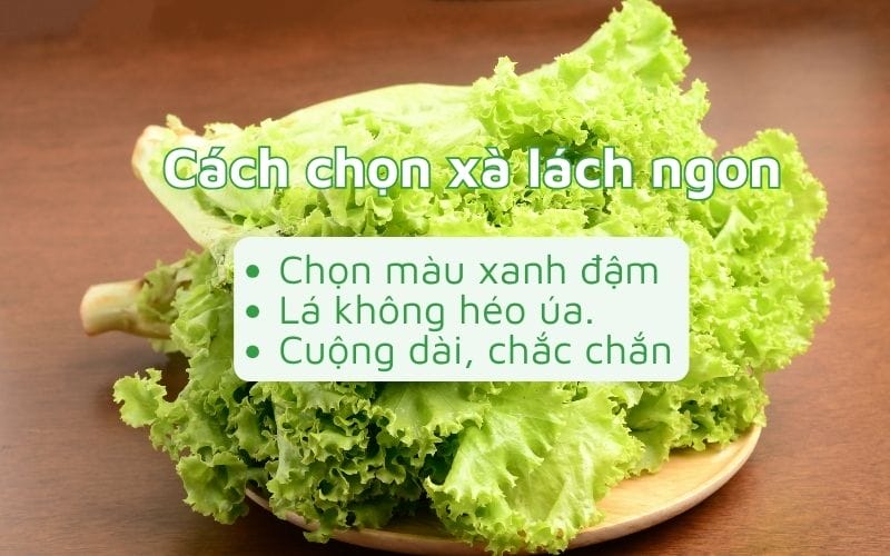 Xà lách tươi ngon có màu xanh đậm, lá không héo úa, cuống dài và chắc chắn
