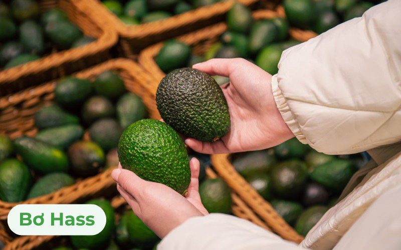 Giá bơ Hass thường cao hơn các giống bơ còn lại