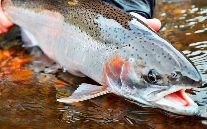 Cá hồi sapa có mức giá phù hợp cho nhiều khách hàng