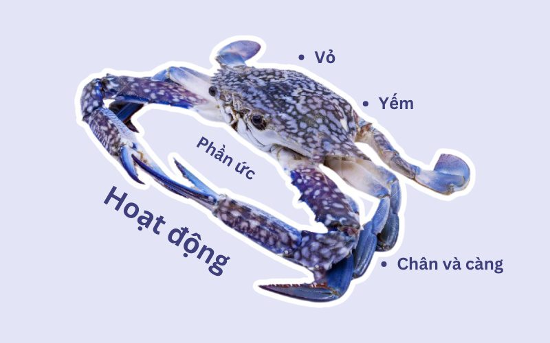 Những yếu tố quyết định ghẹ tươi ngon