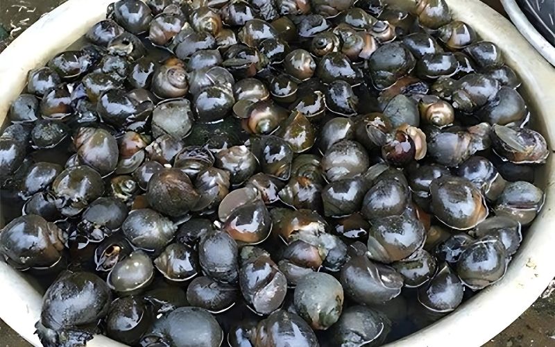 Mẹo chọn mua ốc bưu tươi ngon