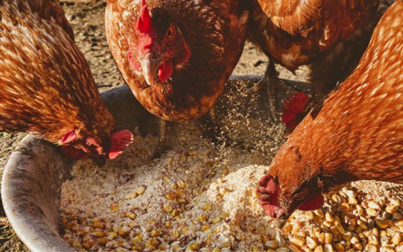 Chi phí thức ăn chăn nuôi giảm giúp giá trứng gà duy trì ổn định