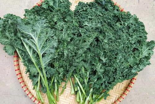 gia-cai-xoan-kale-hom-nay