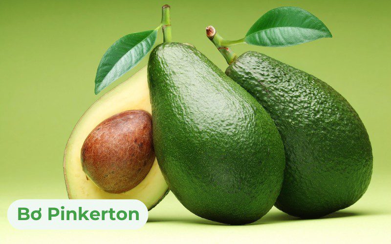 Bơ Pinkerton có tỷ lệ thịt quả đạt khoảng 70%