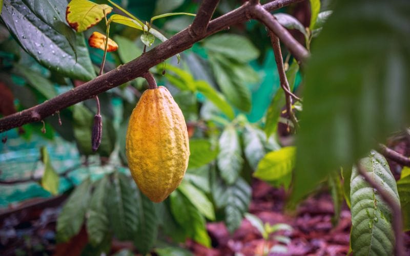 Tây Nguyên dẫn đầu về diện tích và sản lượng cacao, đặc biệt là tại Đắk Lắk, Đắk Nông, Lâm Đồng