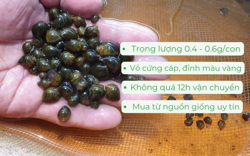 Nên chọn ốc bưu đen giống có trọng lượng khoảng 0.4 - 0.6g/con