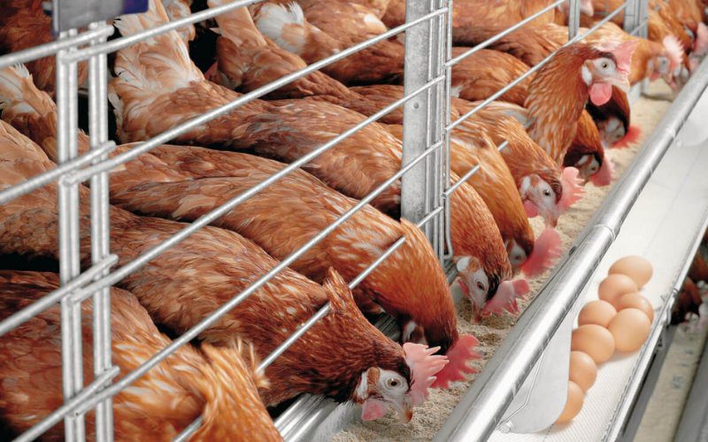Nguồn cung trứng gà dồi dào giúp giá cả ổn định