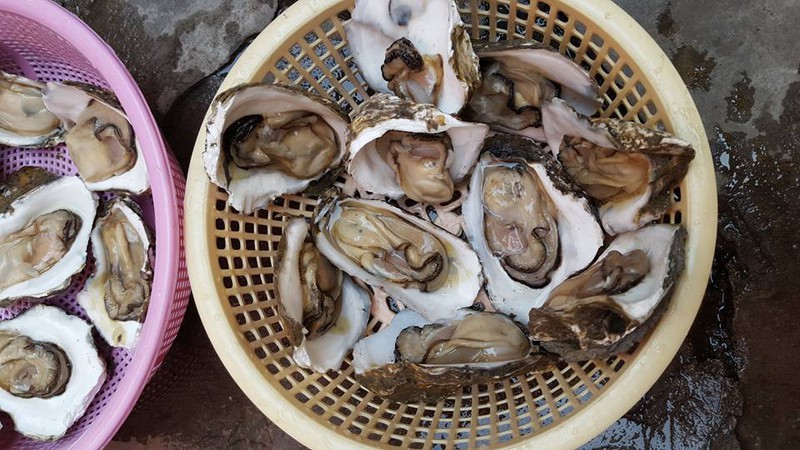 Cách chọn hàu sữa ngon Cách chọn hàu sữa ngon
