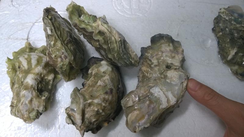 Hàu sữa nguyên con Hàu sữa nguyên con